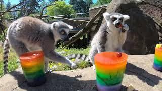 Cute Zoo Animals Have Fun In The Sun