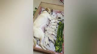 Chuwe puppies video | cute puppies | Labrador puppies | Asvi world channel | in tamil