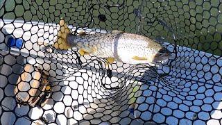 Quality Trout On Major Craft Eden Heavy Sinking Minnow