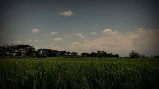 ASMR Nighttime Countryside: Gentle and Melodic Animal Sounds for Sleep and Relaxation