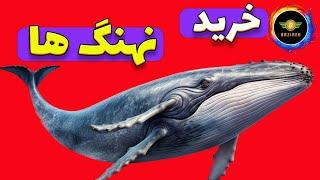 نهنگ ها از این ارزها خریدند