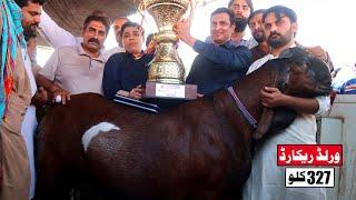 New World Record 327 Kg Goat Wins Faisalabad Bakra Show 2022