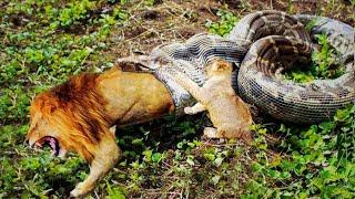 10 Most Aggressive Animals in the World