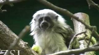 Cute baby monkey - cotton top tamarin