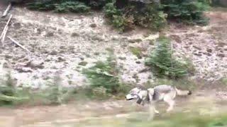 Grey Wolf Chases Family in Car || ViralHog