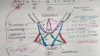 Anterior and Posterior Triangle of Neck | Head and Neck Anatomy | TCML Anatomy