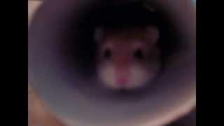 Addibear the hamster