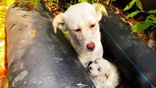 The thin mother shed tears holding her small child who was crying out from hunger in her arms