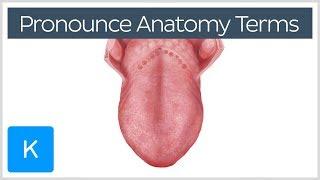 4 ways to correctly pronounce anatomy terms - Human Anatomy | Kenhub