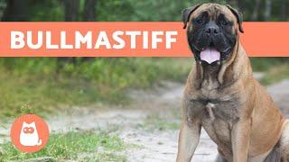 BULLMASTIFF - ALL About This Big Breed