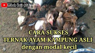 Cara sukses ternak ayam kampung asli dengan modal kecil