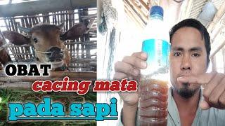 obat cacing mata pada sapi