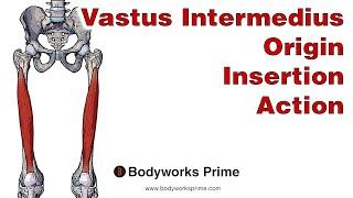 Vastus Intermedius Anatomy: Origin, Insertion & Action