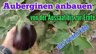 Auberginen anbauen Von der Aussaat bis zur Ernte Auberginen pflanzen und pflegen