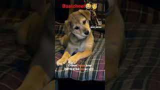 cute puppy reaction  #ytshort #pets #viralshort #dog