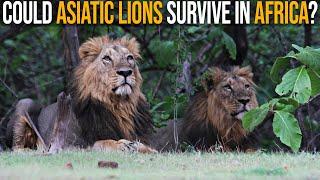 Could Asiatic Lions Survive in Africa?