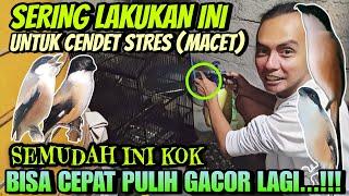 CUKUP LAKUKAN INI SAJA ⁉️ CENDET MACET DAN STRES CEPAT PULIH JADI GACOR DAN BONGKAR ISIAN