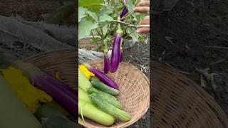 Harvesting eggplants #gardening