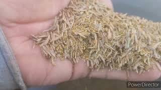 Seeding Alfalfa/Grass Mix For Cattle
