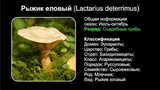 Рыжик еловый (Lactarius deterrimus)