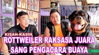 ROTTWEILER RAKSASA JUARA SANG PENGACARA PRESTASI SEGUDANG- VON DER SKY KENNEL - TIPS & TRIK