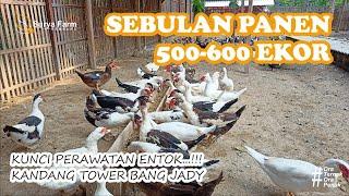 SEBULAN PANEN 500-600 EKOR ENTOK...!!! | Kunci Perawatan Entok Kandang Tower Bang Jady