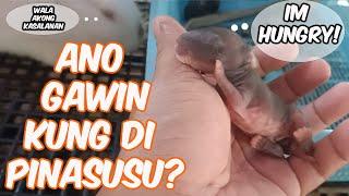 Rabbit Farming | Ano Ang Gawin Kung Di Pinasusu Ang Mga Kits Ni Mother Rabbit