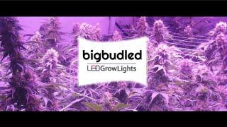 World's First REAL 1000 Watt LED Grow Light For Cannabis - BBL1000 Review