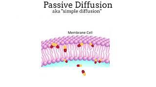 Absorption: Passive Diffusion, Passive Transport, and Active Transport in Pharmacology