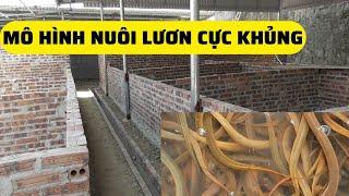 Khởi Công Mô Hình Nuôi Lươn Cực Khủng – Trại Giống Đông Sơn