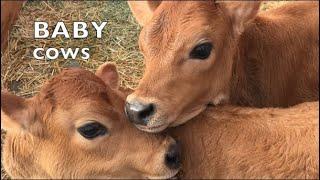 BABY COWS PLAYING LIKE SCHOOL KIDS: TALKING BABY COW COMPILATION #3
