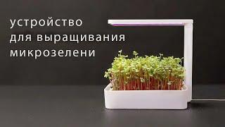 Устройство для выращивания микрозелени DIY.