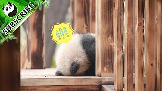 【Panda Theme】I Am Cute But Ferocious | iPanda