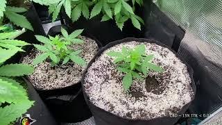 Выращивание медицинского каннабиса в гроубоксе |  как отличить мужское и женское растение марихуаны