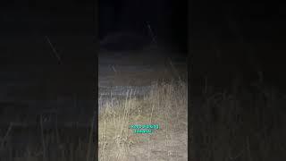 Something in the Woods was Haunting Him... Footage by Fowl_mitten_outdoors #scary #paranormal