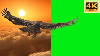 Eagle green screen, green screen eagle material, 4k/綠屏應素材，老鷹