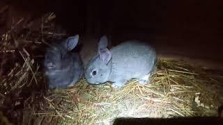 От чего зависит рост крольчат ?
