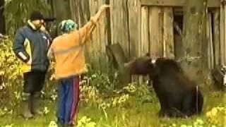 Медведь напал на женщину
