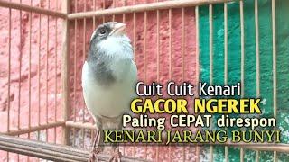 Kenari Gacor Panjang cuit cuit Ngerol, Pancingan Kenari Paud Belajar Bunyi Pun NYAUT Apalagi MACET