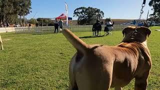 Stunning Boerboel Zeus 16months at the SABBS show 2023