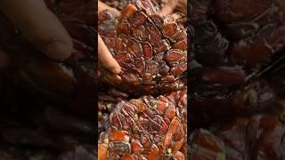 Soft and juicy dates#date #palm #fruit #funny #funnyshorts #shortvideo #shortsvideo #shorts