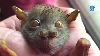 Tube-nosed bat in care:  this is Lemon Drop Sprinkles