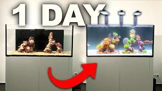 How to build a REEF TANK SCAPE in 1 day - REEF RELAX