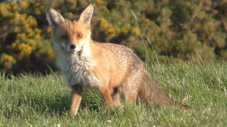 RED FOXES  A Mothers Pride  Vulpes vulpes