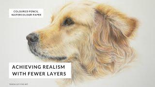 Drawing a Golden Retriever Dog.  Beginner Coloured Pencil Tutorial #petportrait