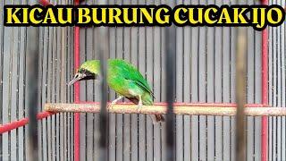 pancingan ocehan kicau burung cucak ijo