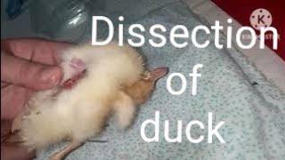 Zoology: Dissection of duck