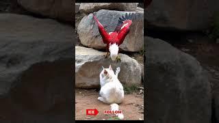 Eagle Captured While Hunting a Cat and Playing with Another. Cat vs Eagle  