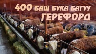 Герефорд бука багуу бизнеси / 400тон ашуун бука баткан сарай