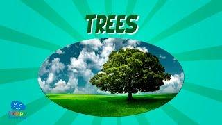 Trees | Educational Video for Kids